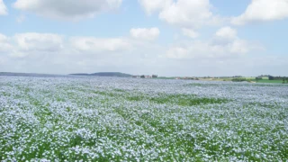 リネンの花言葉をご存じですか？