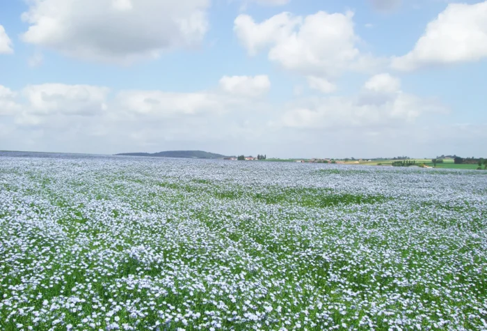 リネンの花言葉をご存じですかのコラム画像_01